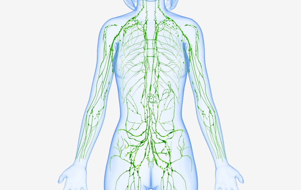 What is the Lymphatic System?